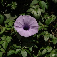 Ipomoea cairica (L.) Sweet